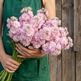 Cherry Blossom Quartet, Stock Seeds